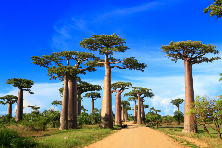 Alej baobabů je turistickou atrakcí na Madagaskaru. Okolo čtvrtkilometrové cesty je asi 25 stromů s výškou zhruba 30 metrů.