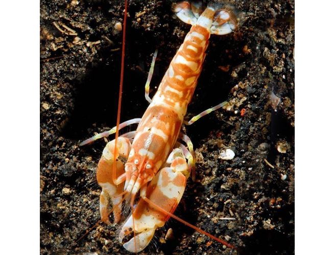 Jedno klepýtko malé, druhé velké? Ne, to není mrzáček Nemo, ale pistolová kreveta.