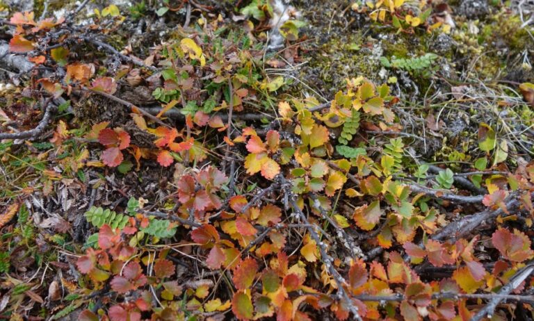 Shrub effects: Rozšiřování keřů je spojeno s úbytkem druhů a poklesem druhového bohatství na mnoha stanovištích tundry. Foto: Petr Macek, BC AV ČR