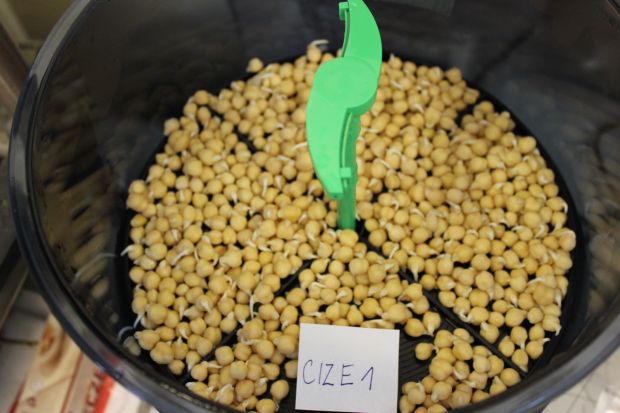 Start klíčení pod kontrolou – cizrna odpočívá v klíčící nádobě, kde ji čeká fermentační péče mléčných bakterií.