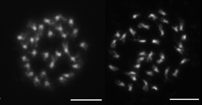 Chromozomy polyploidní Arabidopsis, jedince, který prošel přirozenou duplikací genomu (Foto T. Mandáková).