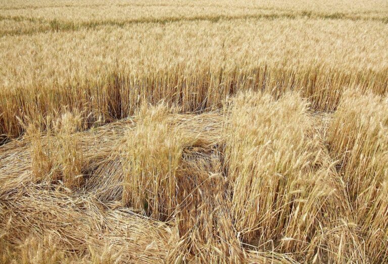 Některé kruhy jsou vytvořené s naprostou dokonalostí.