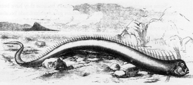 Někteří si Oarfish pletli s vodním hadem či drakem.