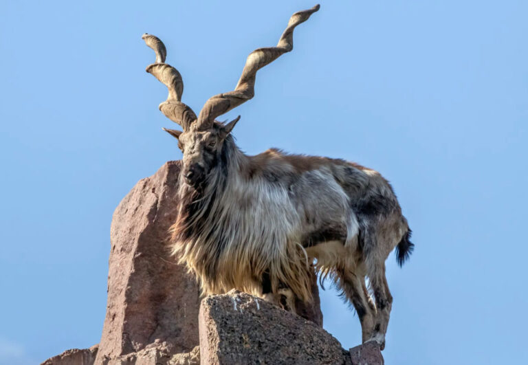 Jsou víly doopravdy nějak propojené s posvátnými kozorožci?