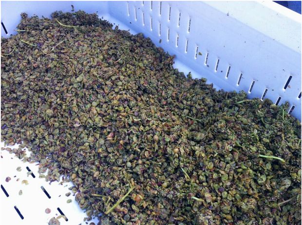 Zbytky z lisování hroznů končí nejen v sudech s vínem, ale i v rukou vědců. Matolina se tu mění v moučku, olej i nové materiály s přidanou hodnotou. Foto: CARC