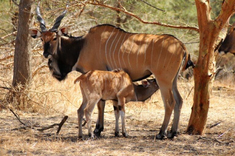 Jak sami ochranáři říkají: africká fauna bude v příštích desetiletích potřebovat podporu více než kdy dřív.