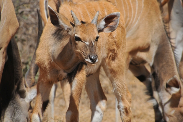 Příběh „českých“ antilop dokazuje, že věda z malé země může hrát velkou roli.