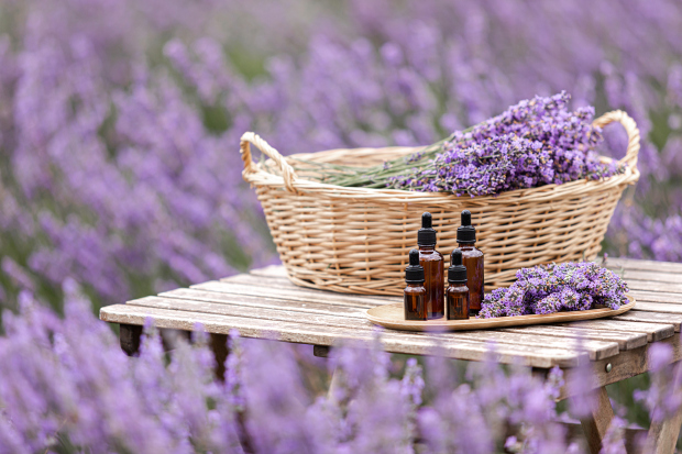 Levandule hezky zklidní psychiku.
