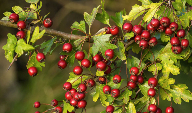 Zničení by nosilo řidičům smůlu.
