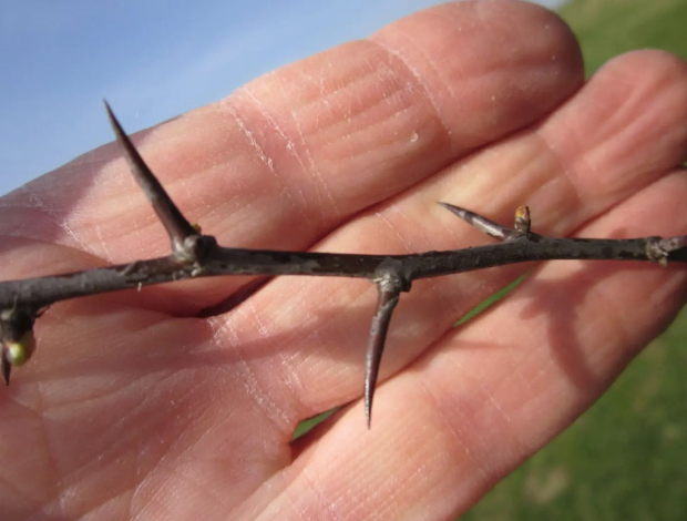 Kristova trnová koruna je podle některých právě z větvičky hlohu.