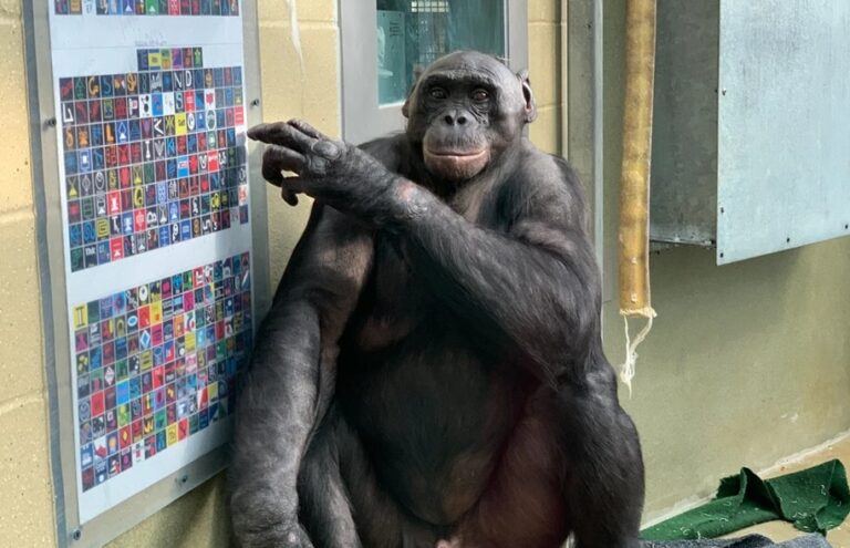 Kanzi si dokázal říct o různé věci a plnit řadu úkolů.