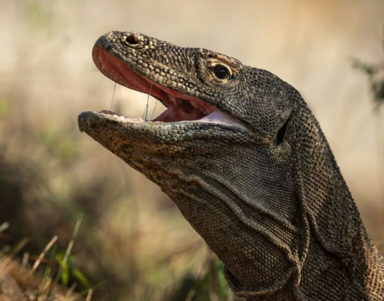 Živá fosilie, nebo přerostlý varan? Odpověď zatím chybí.