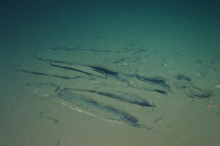 Kostra uhynulé velryby se na dně oceánu mění v oázu života. Její pozůstatky mohou po desítky let živit pestrá společenstva hlubokomořských organismů.