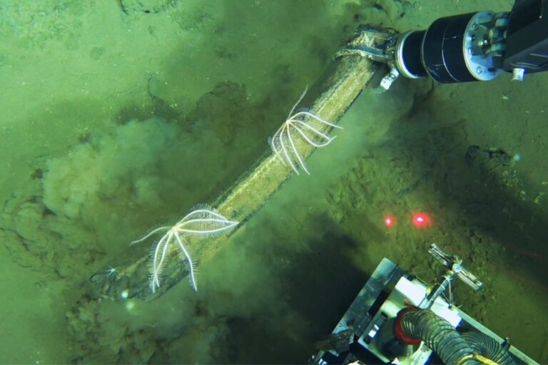 Hlubokomořské „whale falls“ připomínají přírodní recyklaci v přímém přenosu – smrt obřího kytovce zde vytváří podmínky pro vznik bohatého ekosystému.
