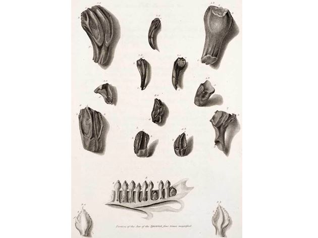 V roce 1825 Mantell poprvé popíše dinosauří zuby a porovná je s chrupem leguána.