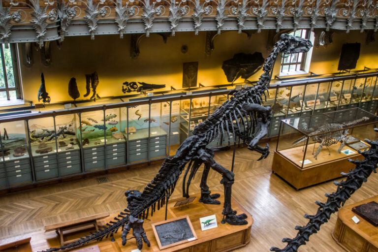 Existuje i několik kompletních koster Iguanodona, které pak zdobí nejedno muzeum.