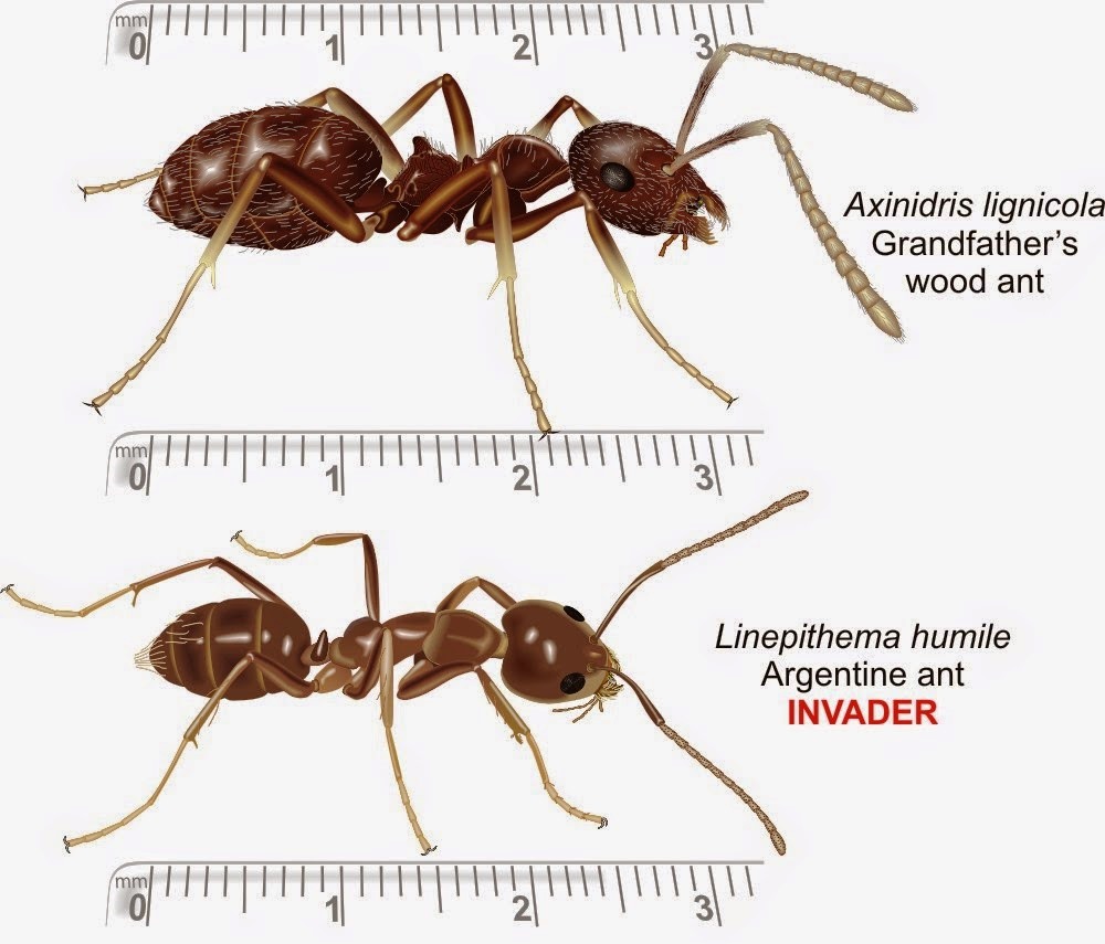 Porovnání velikostí mezi lesním mravencem (nahoře) a mravencem argentinským (dole). Co ztrácí na velikosti, to nahrazuje počtem a spoluprací.