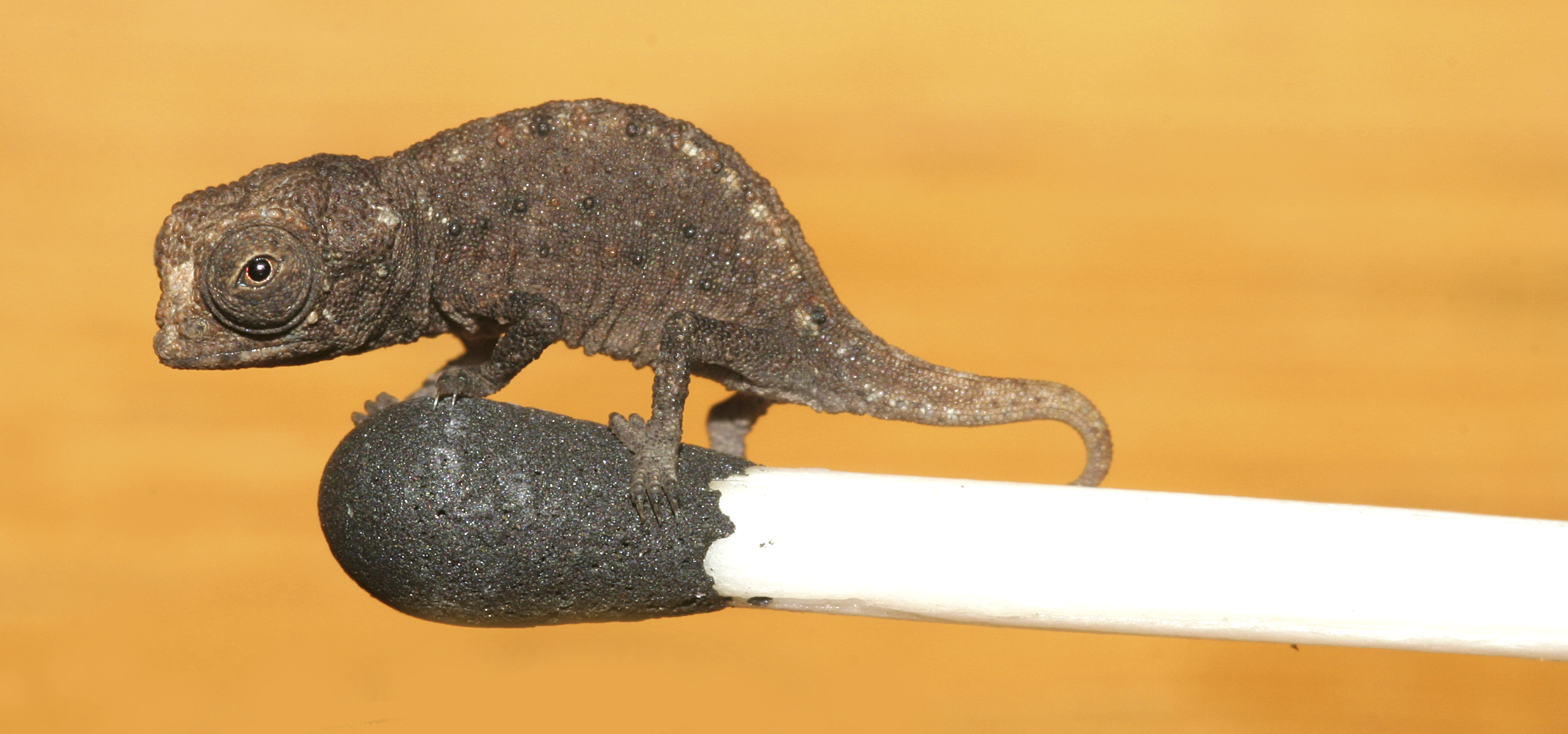 A file picture shows a ‚Brookesia micra‘ chameleon on a matchhead in Madagascar