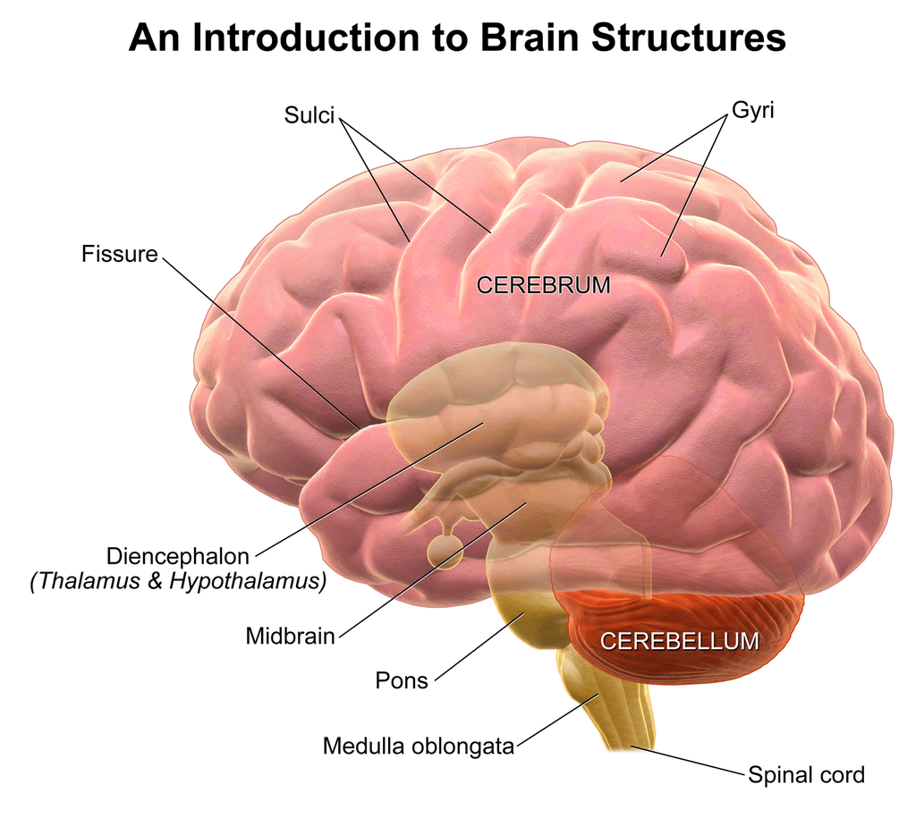 Lidský mozek je složen z několika částí s různými funkcemi pro fungování organismu.