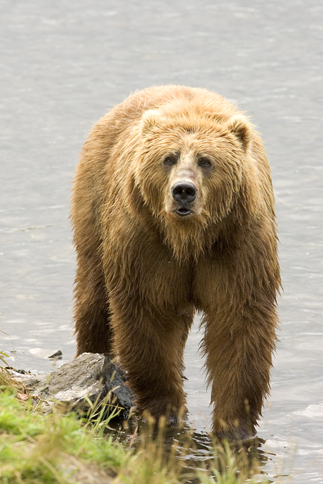 V současnosti žije po celém světě osm druhů medvědů (medvěd hnědý, lední, baribal, pyskatý, malajský, brýlatý, ušatý a panda velká). Na obrázku medvěd hnědý