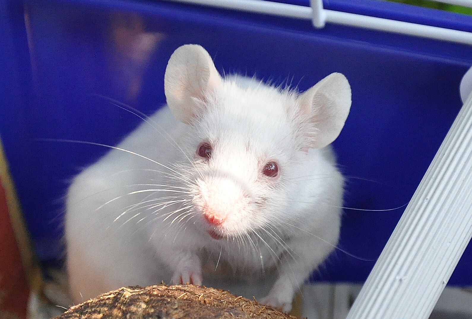 Mozky pokusných myší vykazovaly podobné změny jako mozky lidí postižených Alzheimerovou chorobou.