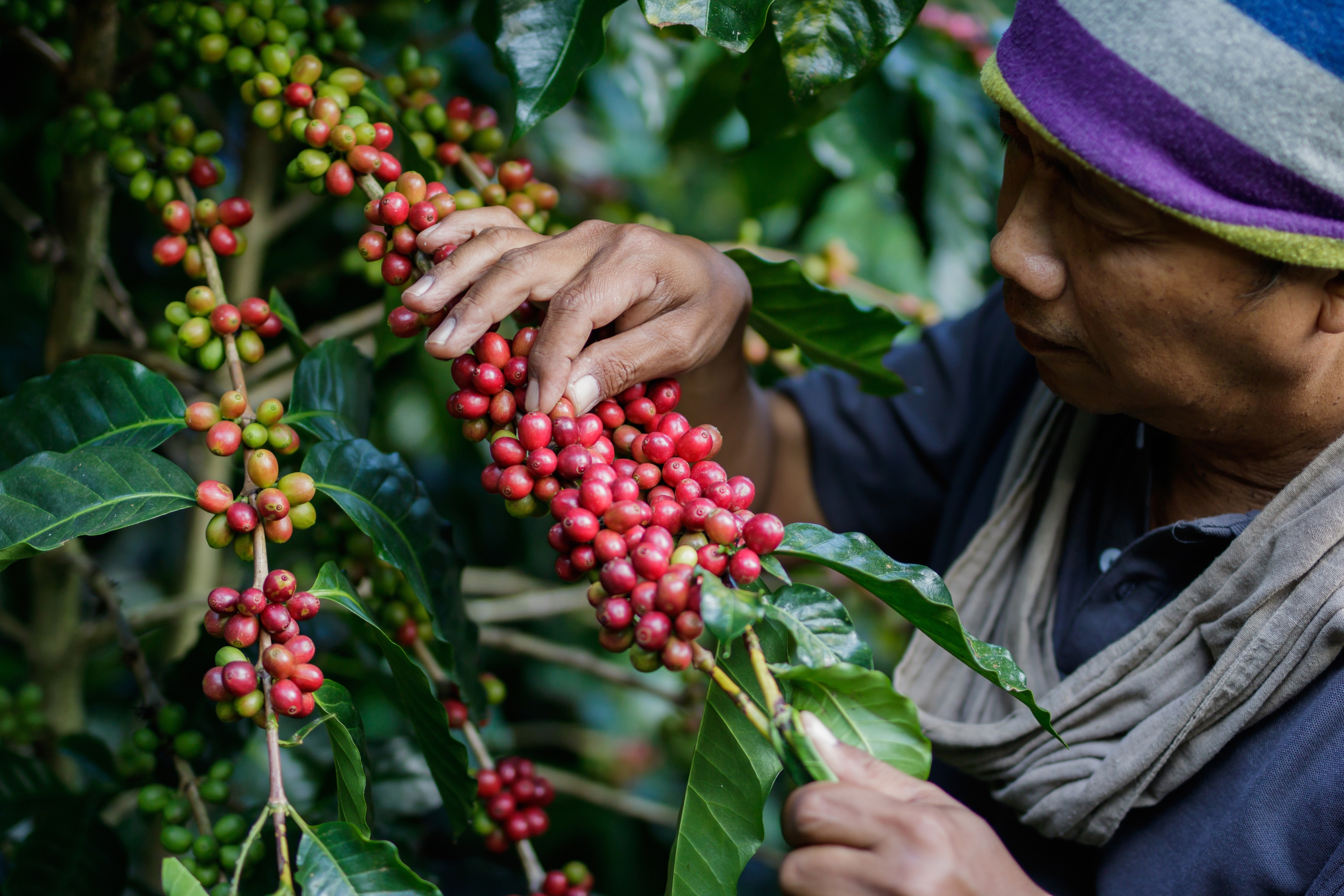 Doba sklizně se liší podle polohy i pěstitelské oblasti. U kvalitnějších káv probíhá dodnes ručně.