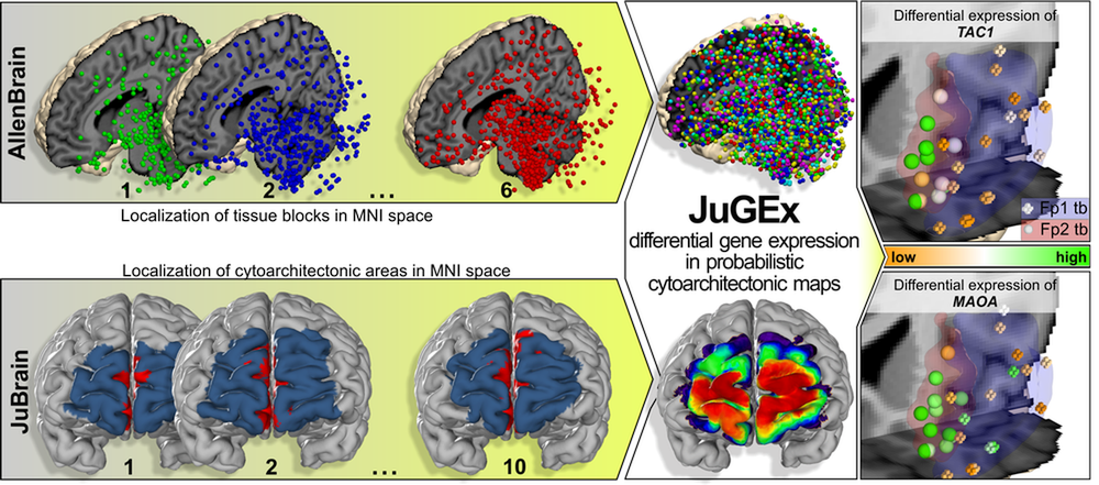 Jednotlivá mozková centra jsou v atlase mozku zdůrazňována různými barvami.