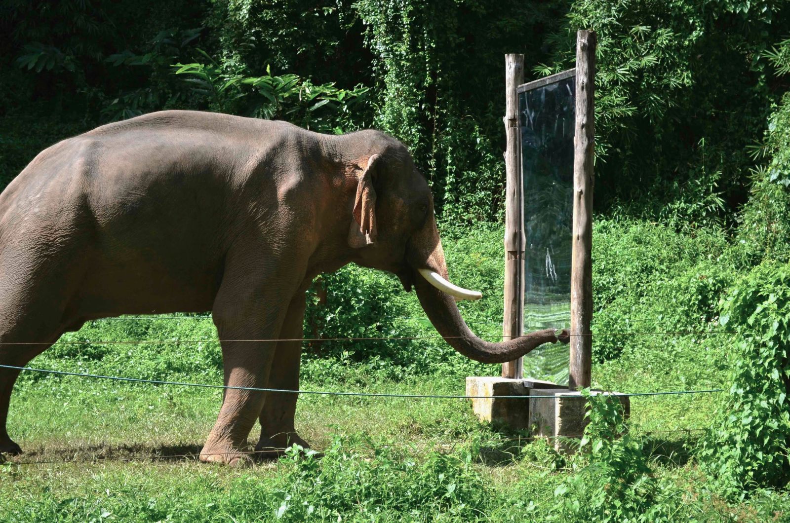 Sloni jsou chytří, poznají se i v zrcadle.