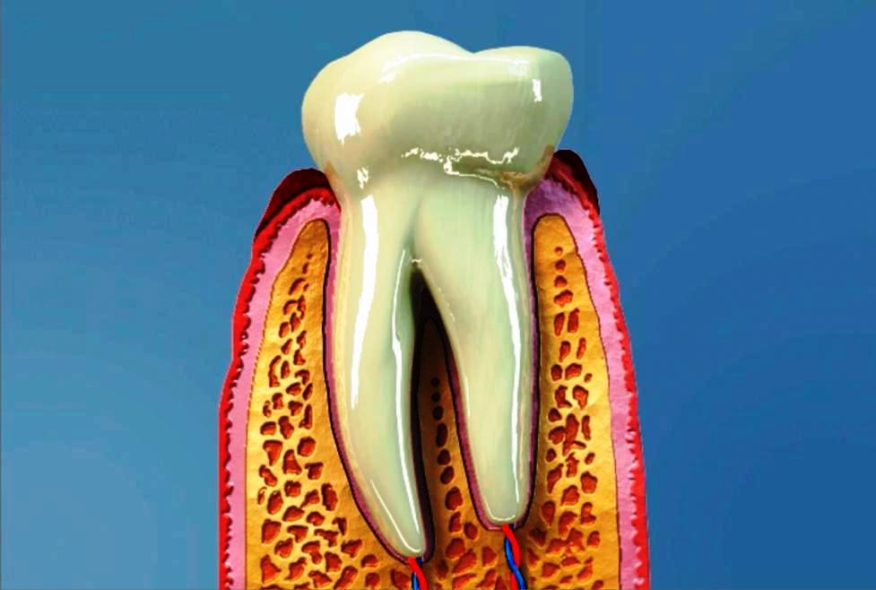 Ve zdravé dásni zub drží pevně.