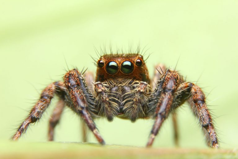 Vědci se snaží využít pavoučí jed, který ve většině případů není pro člověka nebezpečný, mohl by však dobře sloužit jako přírodní pesticid.