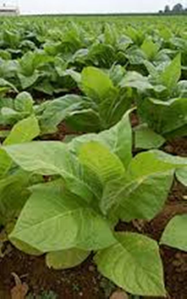 Vyskytovala se kdysi v Africe rostlina podobná tabáku?