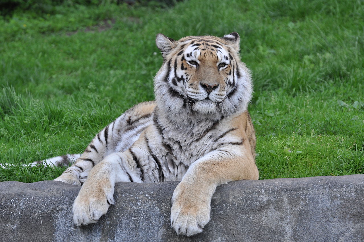Tygr ussurijský je třetí největší suchozemská šelma.