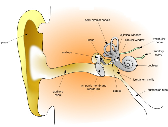 Lidskému sluchu škodí různé věci, nejvíce však nadměrný hluk.