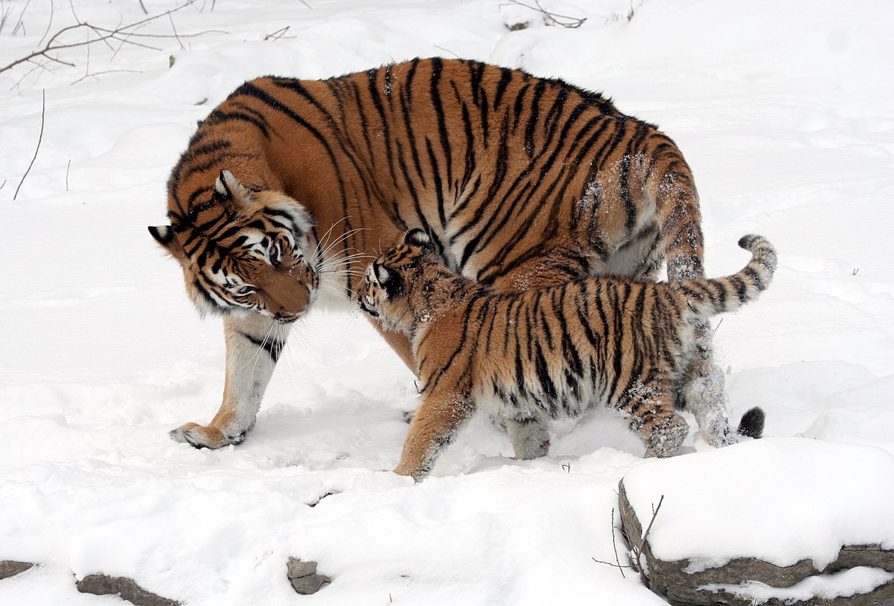 Ve volné přírodě žije přibližně 3000 kusů tygrů ussurijských.