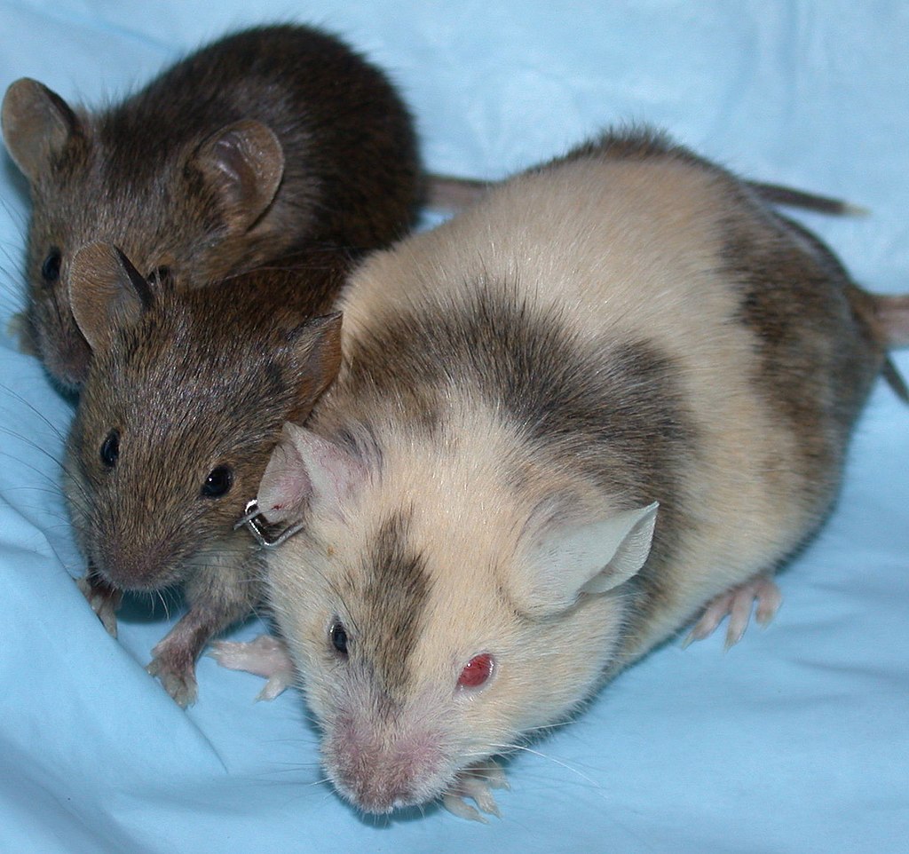 Při laboratorních testech na myších se zjistilo, že upravený hrášek způsobuje u pokusných zvířat vážné alergické reakce.
