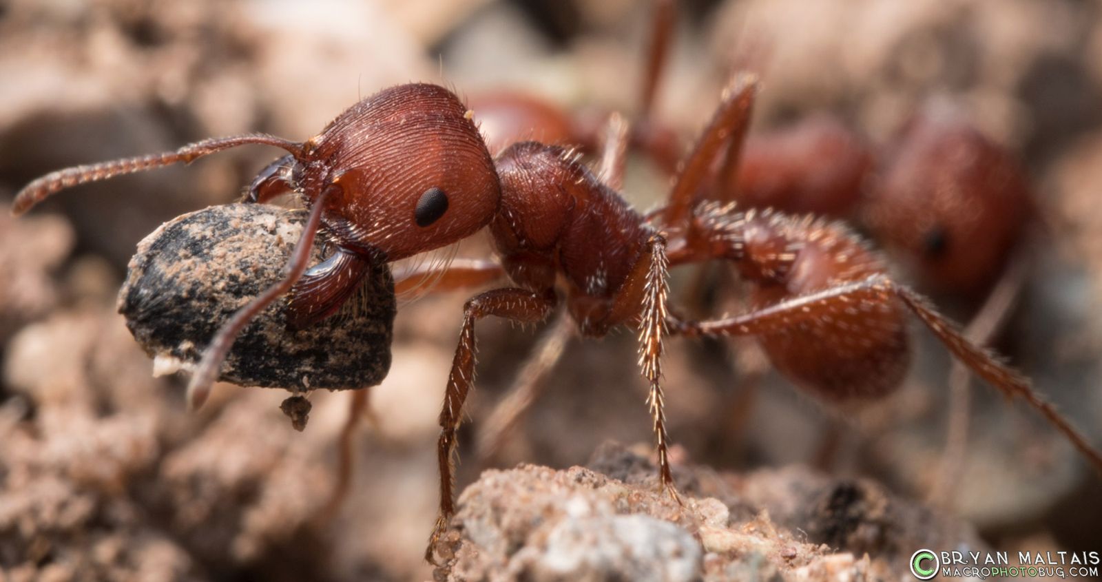 Aby mravenci zabili člověka, bylo by jich potřeba víc než 200.