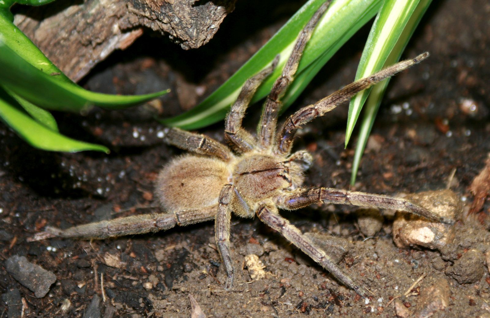 Dalším velice jedovatým pavoukem je sklípkanec jedovatý. Jeho jed obsahuje 40 různých toxinů.