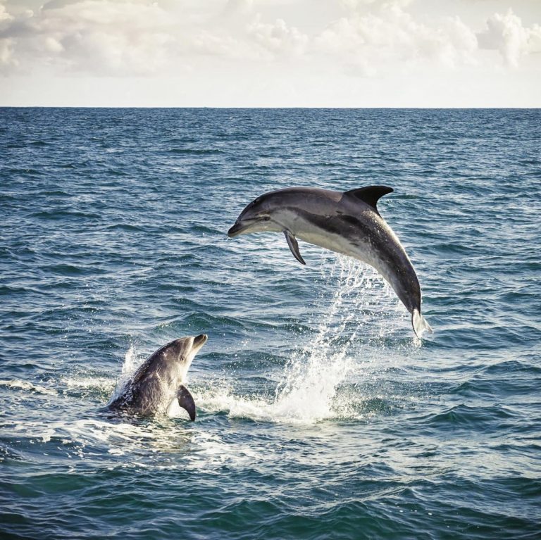 Delfíni zabíjejí i vlastní mláďata.