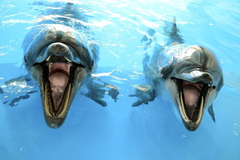 Podle zrcadlového testu se prokázalo, že si delfíni sami sebe uvědomují.
