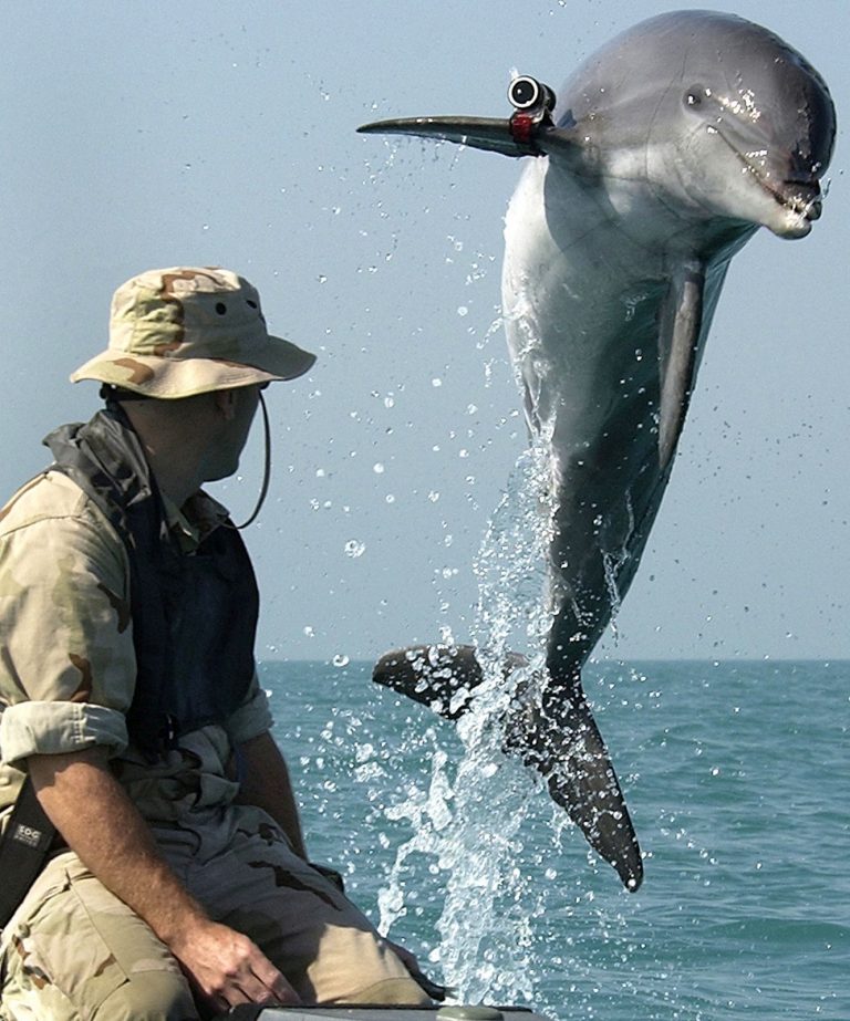 Delfíni by mohli z umělých akvárií utéct. Přesto to nedělají.