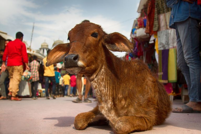 Krávy považují hinduisté za posvátná zvířata.