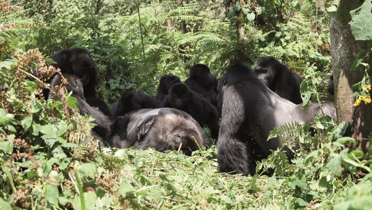 Gorily východní nížinné se kolem mrtvého těla seskupily na krátkou vzdálenost.