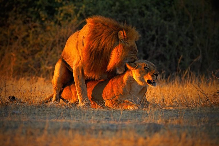 U některých poddruhů dávají samice přednost lvu s velkou a hustou hřívou, která bývá znakem dobré plodnosti.