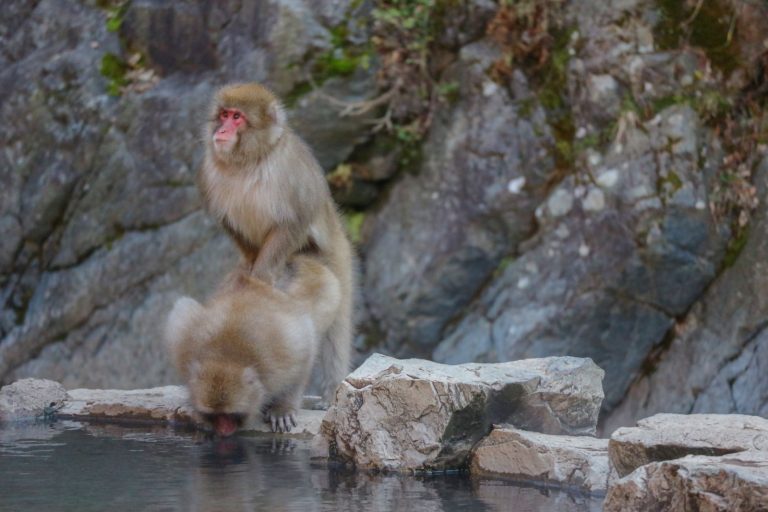 Makak je jediný druh primáta kromě člověka, který žije v Japonsku. Samička je schopná dosáhnout orgasmu podobně jako člověk.