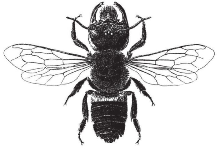 Oproti běžně se vyskytující včele působí Megachile pluto skutečně majestátně.