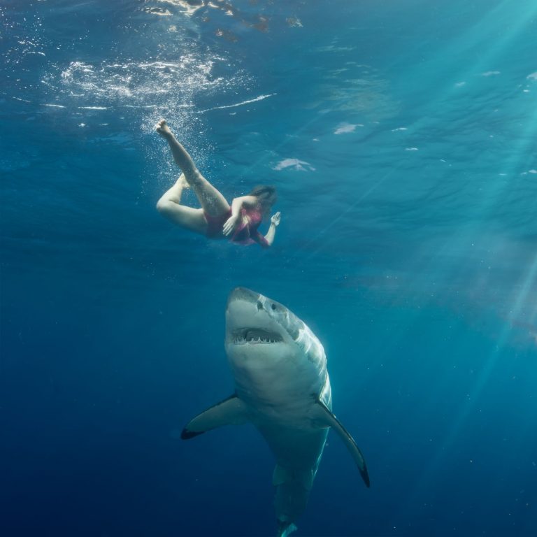 Pro člověka je nejnebezpečnější žralok bílý, který vykazuje nejvyšší počet nevyprovokovaných útoků na člověka.