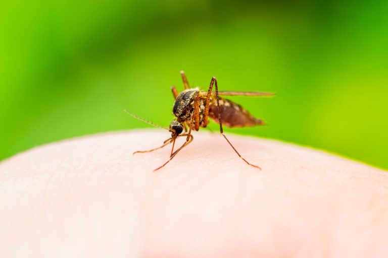 Komáři přenášejí mnoho nemocí.