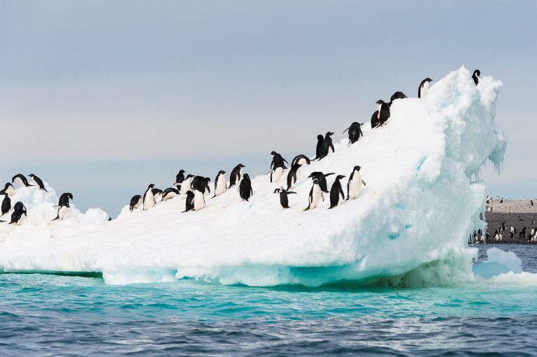 Antarktida je unikátní kontinent, kde kromě tučňáků najdeme i zelené ledovce.