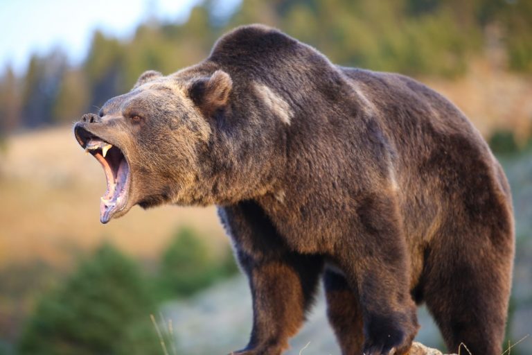 Během let, kdy na ostrově Kodiak vedle sebe žijí medvědi a lidé v těsné blízkosti, došlo pouze ke dvěma smrtelným útokům medvěda na člověka. V obou případech se jednalo o lovce, kteří právě vyvrhovali kořist.