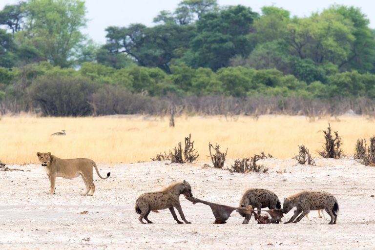 Po parku Chobe se potlouká velké množství hyen.